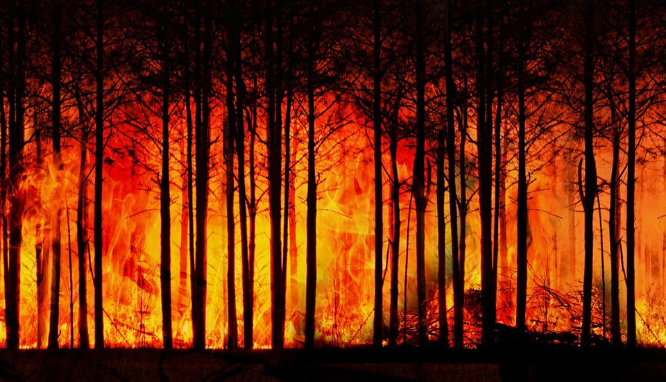 Die Klimaanpassungsstrategie soll auch in Brandenburg dabei helfen, die Waldbrandgefahr zu verringern.<br>Bild: pixabay / Gerd Altmann